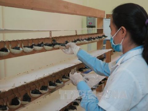 Chăm sóc chim yến non tại Công ty Yến sào Khánh Hòa