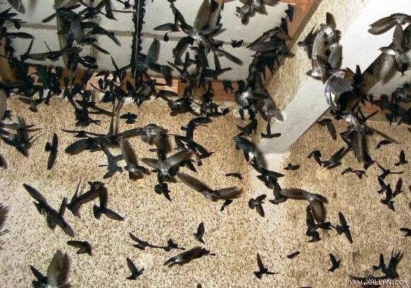 Đà Nẵng ra Nghị quyết về việc không được nuôi chim yến trong nội thành