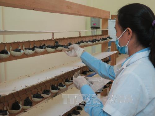 Chăm sóc chim yến non tại Công ty Yến sào Khánh Hòa.