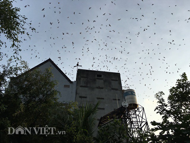 Những đàn chim yến đông đúc bay về nhà anh Võ sau một ngày kiếm ăn. Ảnh: Văn Long.